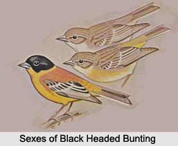 Black-Headed Bunting, Indian Bird