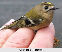 Goldcrest, Indian Bird