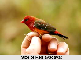 Red Avadavat, Indian Bird
