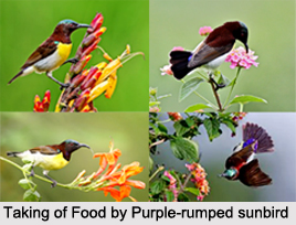 Purple-Rumped Sunbird, Indian Bird
