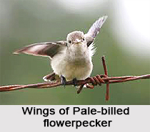 Pale-Billed Flowerpecker, Indian Bird