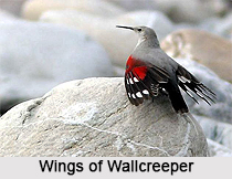 Wallcreeper, Indian Bird