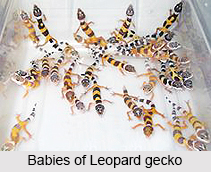 Leopard Gecko, Indian Reptile