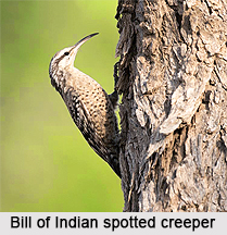 Indian Spotted Creeper, Indian Bird