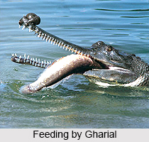 Gharial, Indian Reptile