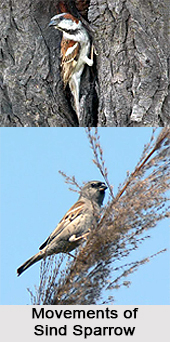 Sind Sparrow, Indian Bird