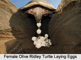 Olive Ridley Sea Turtle, Indian Marine Species