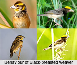Black-Breasted Weaver, Indian Bird