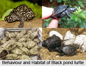 Black Pond Turtle, Indian Reptile