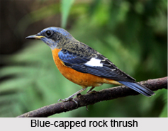Blue-Capped Rock Thrush, Indian Bird