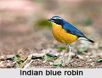 Indian Blue Robin, Indian Bird