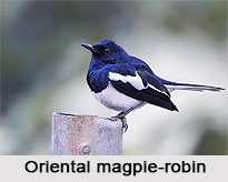 Oriental Magpie-Robin, Indian Bird