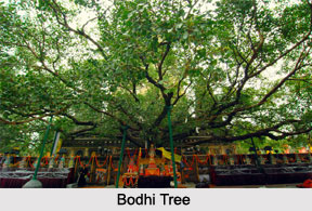 Bodhi Tree, Buddhism