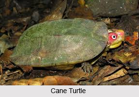 Cochin Forest Cane Turtle, Indian Reptile