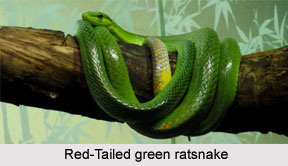 Red-Tailed Green Ratsnake, Indian Reptile