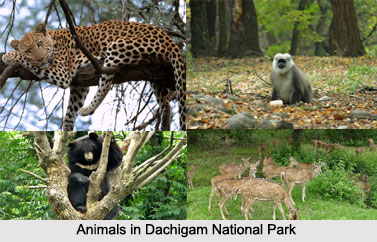 Dachigam National Park, Jammu and Kashmir