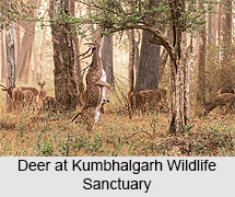 Kumbhalgarh Wildlife Sanctuary, Sanctuary in Rajasthan