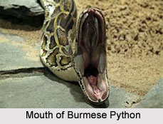 Burmese Python, Indian Reptile