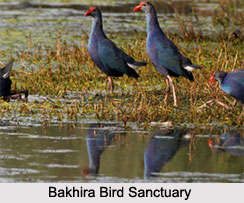Bakhira Bird Sanctuary, Uttar Pradesh