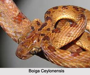 Boiga Ceylonensis, Indian Reptile