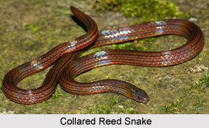 Collared Reed Snake, Indian Reptile