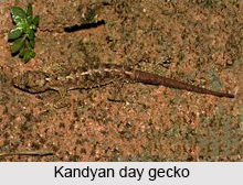 Kandyan Day Gecko, Indian Reptile
