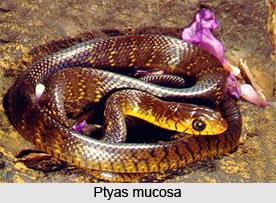 Ptyas Mucosa, Indian Reptile