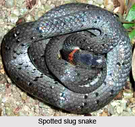 Spotted Slug Snake, Indian Reptile