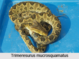 Trimeresurus Mucrosquamatus, Indian Reptile