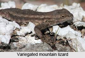 Variegated Mountain Lizard, Indian Reptile
