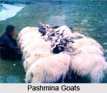 Pashmina Wool, Indian Clothing