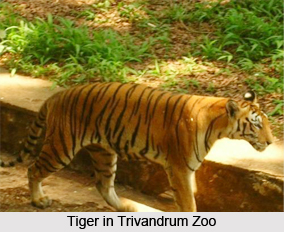 Trivandrum Zoo,Thiruvananthapuram, Kerala