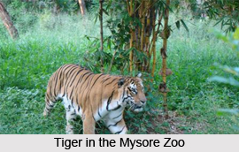 Mysore Zoo, Karnataka