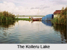 Kolleru Lake, Andhra Pradesh