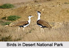 Desert National Park, Rajasthan