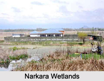 Narkara Wetlands, Srinagar, Jammu and Kashmir