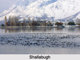 Shallabugh Wetlands, Srinagar District, Jammu and Kashmir