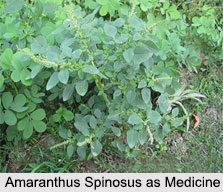 Use of Amaranthus Spinosus as Medicines, Classification of Medicine