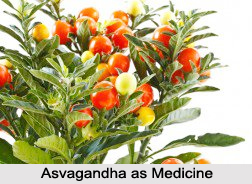 Use of Asvagandha as Medicines, Classification of Medicine