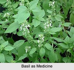 Use of Basil as Medicines, Classification of Medicine