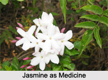 Use of Jasmine as Medicines, Classification of Medicine