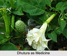 Use of Dhutura as Medicines, Classification of Medicine