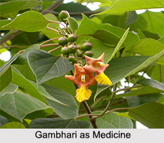 Use of Gambhari as Medicines, Classification of Medicine