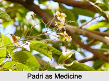 Use of Padri as Medicines, Classification of Medicine