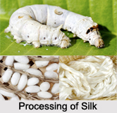 Silk, Indian Fibre
