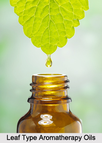 Leaf Type Aromatherapy Oils, Aromatherapy