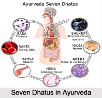Seven Dhatus in Ayurveda