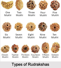 Types of Rudrakshas