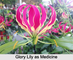 Use of Glory Lily as Medicines, Classification of Medicine