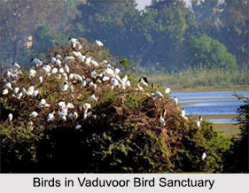Vaduvoor Bird Sanctuary, Thiruvarur district, Tamil Nadu